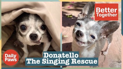 Ever Met a Singing Chihuahua: Meet Donatello The Singing Rescue Dog