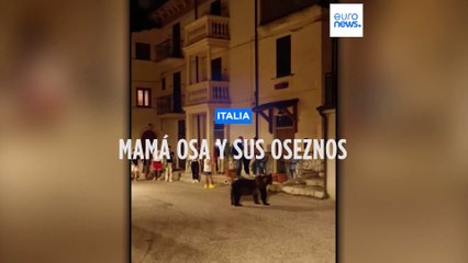 Mamá osa y sus oseznos pasean tranquilamente por un pueblo italiano
