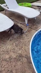 Des ratons laveurs orphelins jouent avec un tuyau