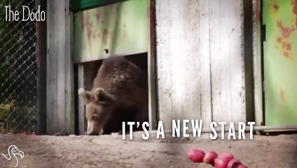 Bear Cubs Rescued From Garbage Dump Love Their New Life