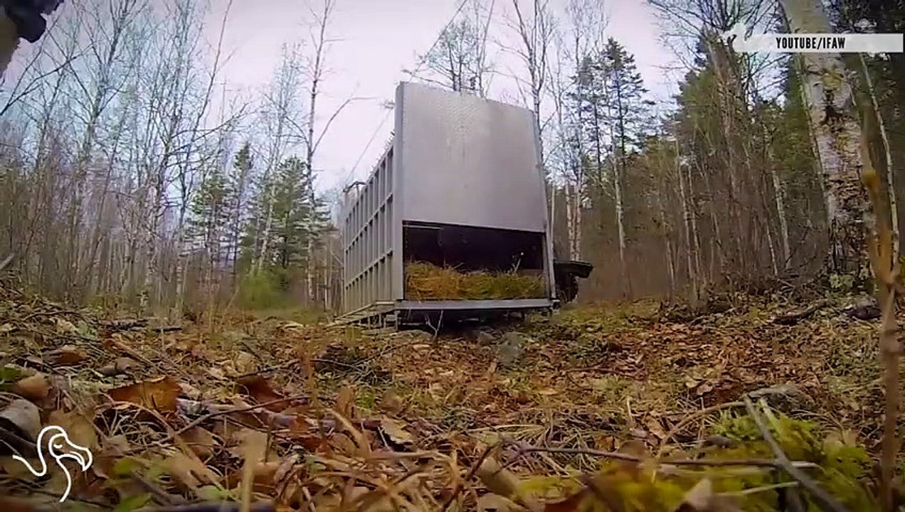 Animals Going Home...For The First Time