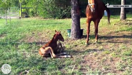 Baby Animals Learning To Walk