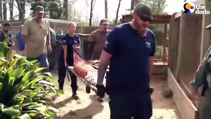 Animals Rescued From Roadside Zoo