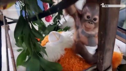 Asoka Climbs The Tree For The First Time