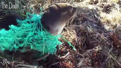 Baby Seal Tangled In Net Gets Returned To The Ocean