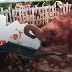 Baby Elephant Sneaks An Extra Bottle   The Dodo
