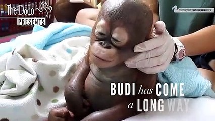 Budi Has Come A Long Way