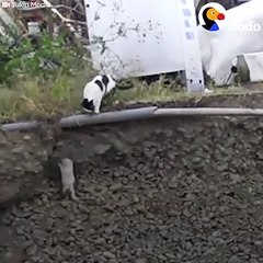 Cat Mom Rescues Her Kitten   The Dodo