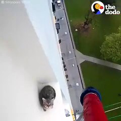 Cat Rescued From High-Rise Ledge