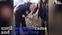 Dog Chained Up For 15 Years Gets Rescued