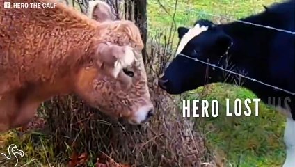 Cow Runs And Plays On His Prosthetic Legs