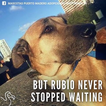 Dog Waits Outside Woman's Hotel Until She Adopts Him The Dodo