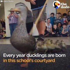 Duck Family Gets Escorted Out Of School   The Dodo