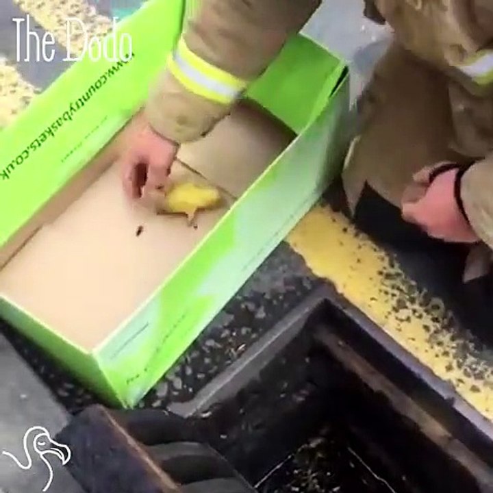 Firemen Hear Crying From A Storm Drain And Pull Out A Duckling