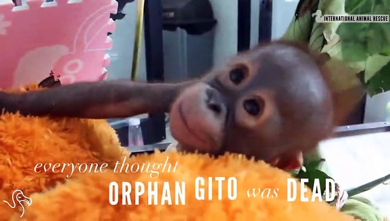 Gito Abandoned in a box. Saved by love.
