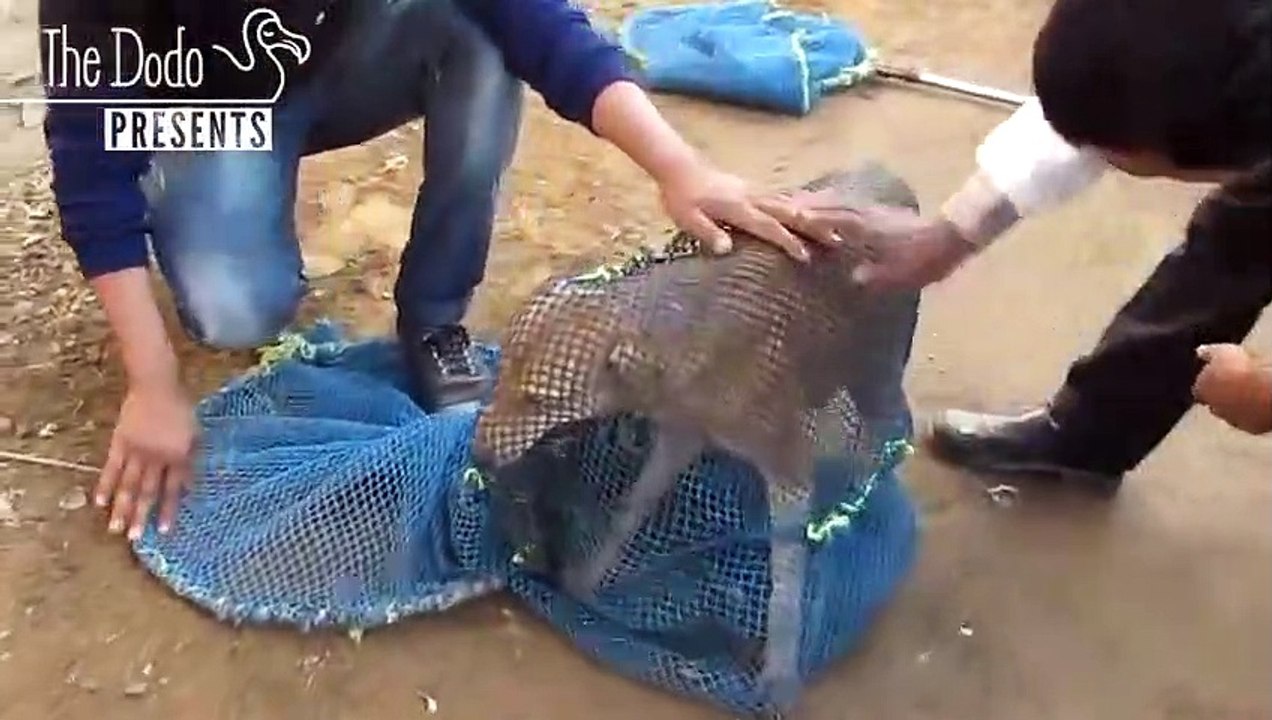 Injured Street Dog Gets A Second Chance