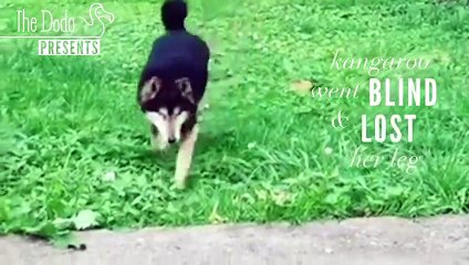 Kangaroo, The Blind, Three-Legged Dog