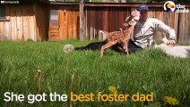 Injured Baby Deer Rescued By The Perfect Guy   The Dodo