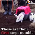 Lab Rabbits Take Their First Steps Outside