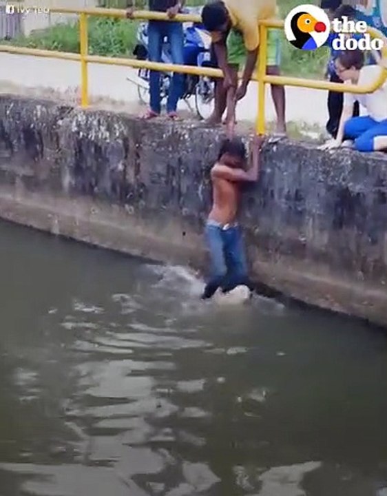 Kid Rescues Dog From Canal   The Dodo