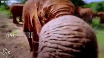 Little Elephant Rescued From Well Refuses To Give Up