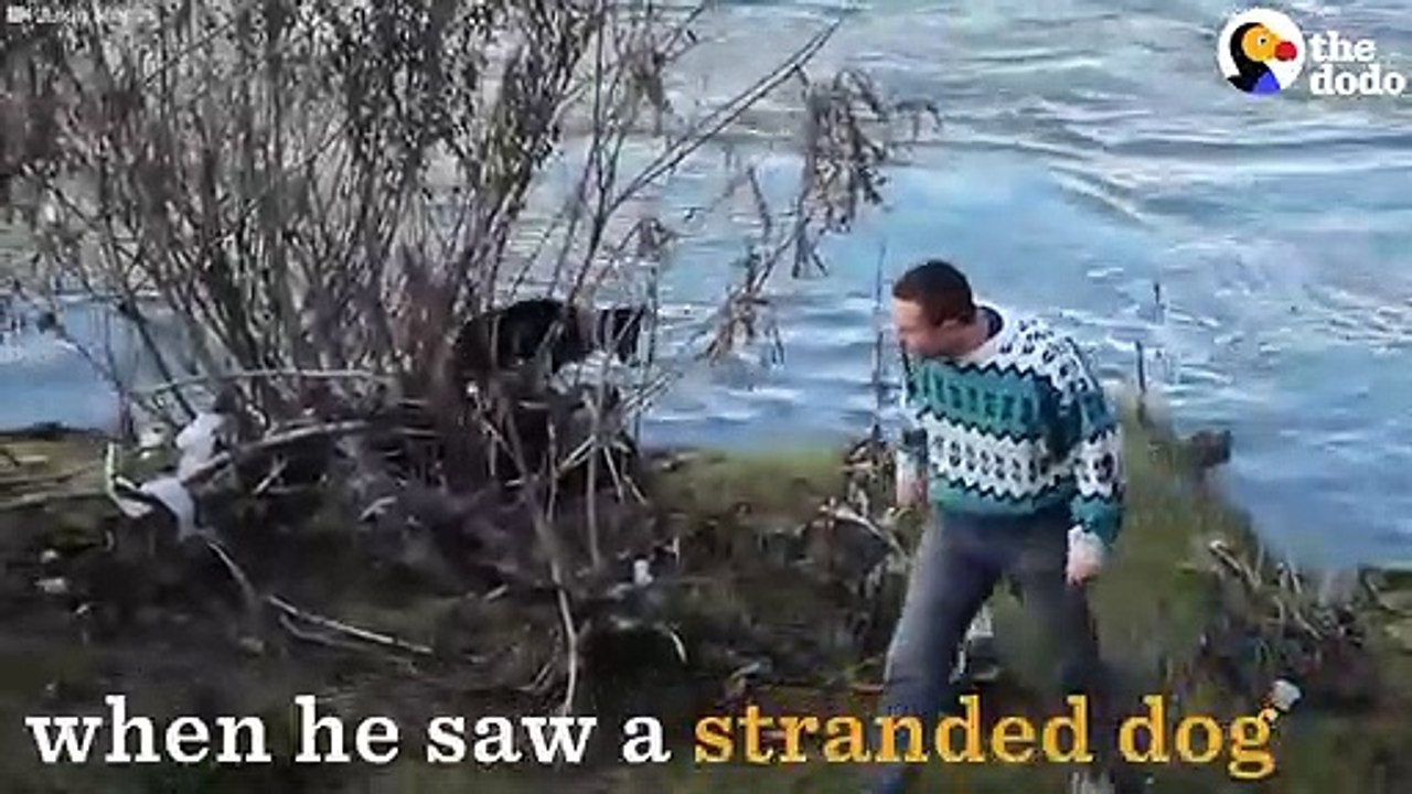Man Jumps Off Bridge To Save Dog