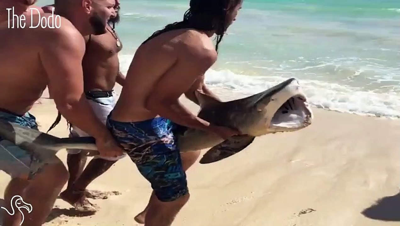 Men Rush To Help A Shark Return To The Ocean