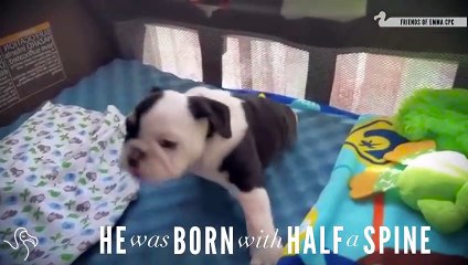 Meet Bonsai The Unstoppable 'Half A Bulldog'