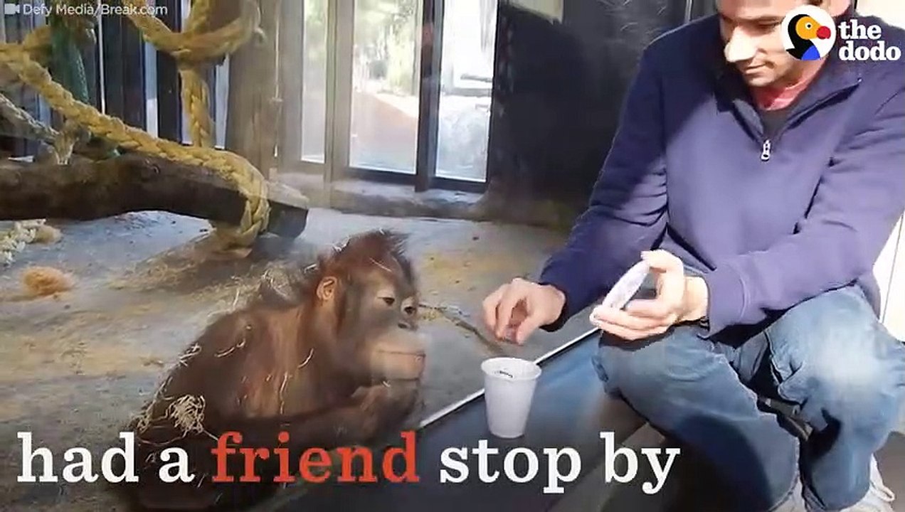 Orangutan Reacts to Magic   The Dodo