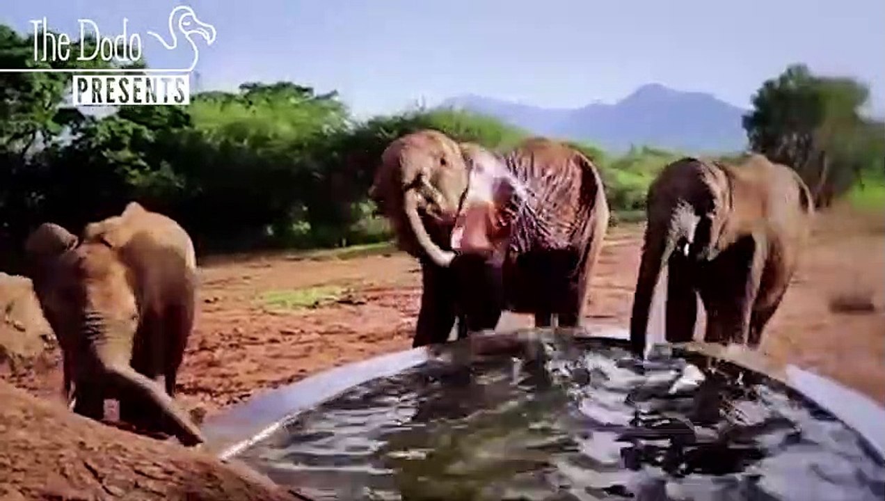 Orphan Elephants' Journey To A New Home