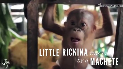 Orphan Orangutans Off To Baby School