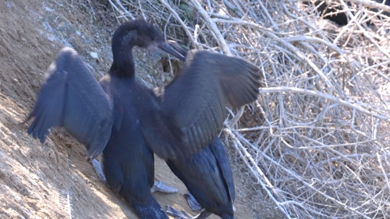 Brandt's Cormorant momma gives chick some 'tough love' while feeding it