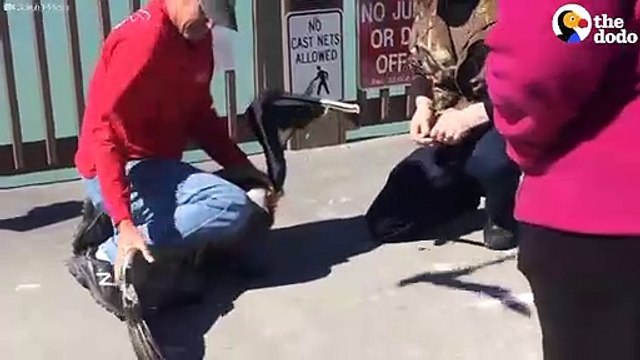 Pelican Tangled In Fishing Line Is Rescued