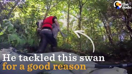 Guy Tackles Swan To Rescue Him   The Dodo