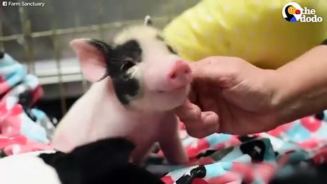 Piglet Melts Hearts Wherever She Goes