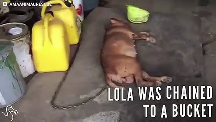 Pit Bull Locked In Basement For 8 YEARS!   The Dodo
