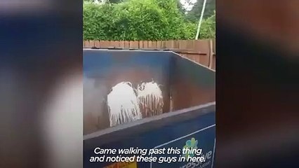 Raccoon Family Rescued From Dumpster