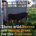 Rescued Burros See Grass For The First Time