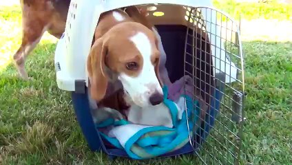 Rescued Beagles Leaving The Lab