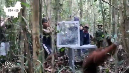 Rescued Orangutans Released
