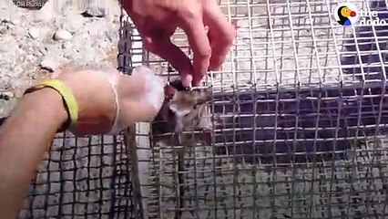 Rescuers Free Rat Stuck In Wire Cage   The Dodo