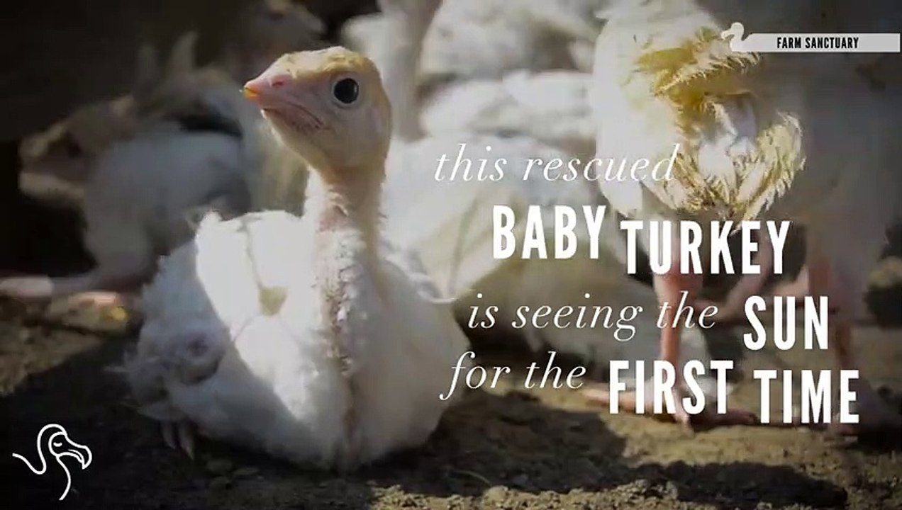 Rescued Turkeys