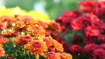 How to Grow and Care for Mums—a Fall Classic