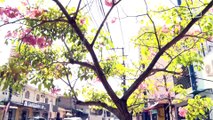Mangueira sofre risco de queda na rua dos Mundurucus, afirmam moradores