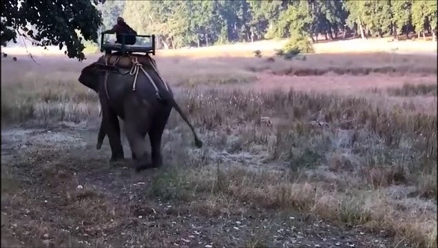 Un tigre saute sur un éléphant... flippant