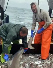 Ce requin se fait un festin sur un bateau de pêche