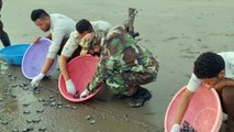 Bebés de tortuga en riesgo de extinción liberadas en una playa de Nicaragua