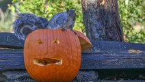 4 Ways to Prevent Squirrels (and Other Animals) From Eating Pumpkins, Gourds, and More Fall Décor