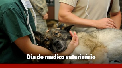 Entre patas e focinhos, um viva aos veterinários!