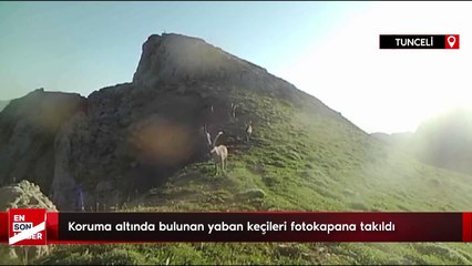 Koruma altında bulunan yaban keçileri fotokapana takıldı
